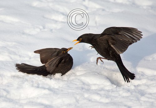 Blackbirds Fighting DM1772